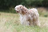 TERRIER DU TIBET 102